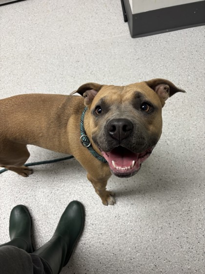 Shelter Stray Female Dog last seen Near 13th Ave, Oakland, CA, 1101 29th Ave, Oakland, CA 94601, USA
