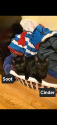Shelter Stray Male Cat last seen Near N Indian Creek Dr, Clarkston, GA 30021, 30021, GA, 3280 Chamblee Dunwoody Rd, Chamblee, GA 30341, USA