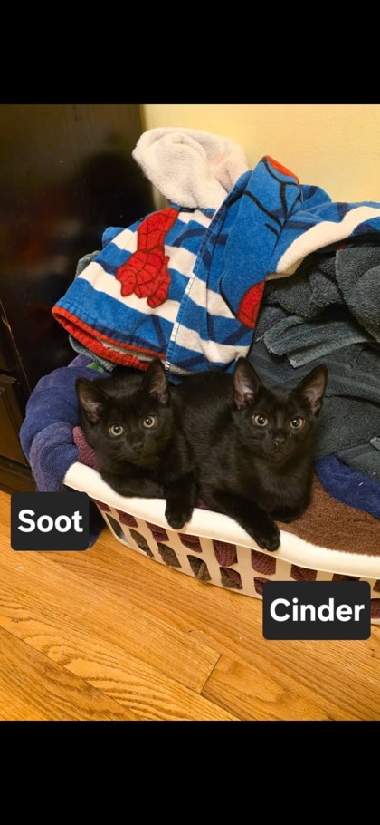 Shelter Stray Male Cat last seen Near N Indian Creek Dr, Clarkston, GA 30021, 30021, GA, 3280 Chamblee Dunwoody Rd, Chamblee, GA 30341, USA