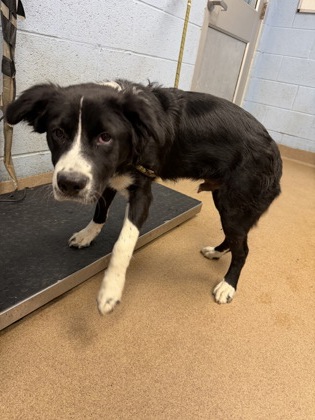 Shelter Stray Male Dog last seen Near Misty Waters Drive Decatur, 30032, 30032, GA, 3280 Chamblee Dunwoody Rd, Chamblee, GA 30341, USA
