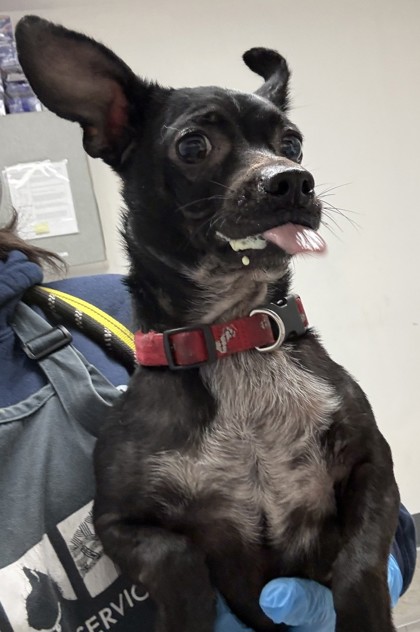 Shelter Stray Female Dog last seen Near Kingsland, Oakland, CA, 1101 29th Ave, Oakland, CA 94601, USA