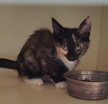 Shelter Stray Unknown Cat last seen Near Wilshire Dr Avondale Estates, GA 30002, 30002, GA, 3280 Chamblee Dunwoody Rd, Chamblee, GA 30341, USA