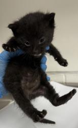 Shelter Stray Male Cat last seen Dumped in OAS front parking lot, Oakland,, 1101 29th Ave, Oakland, CA 94601, USA