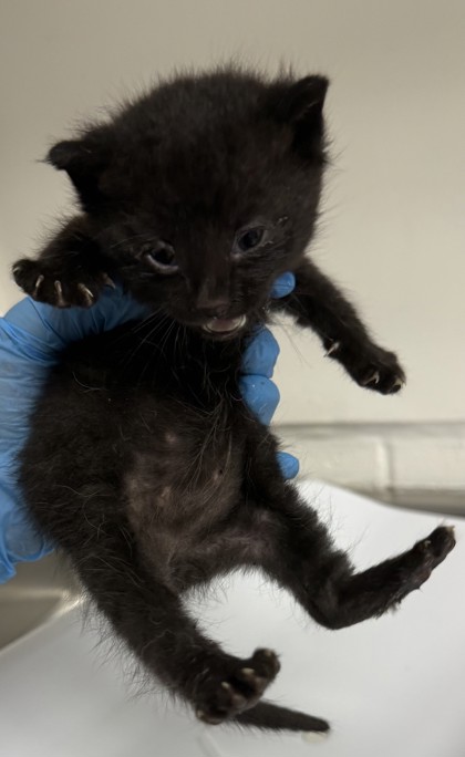 Shelter Stray Male Cat last seen Dumped in OAS front parking lot, Oakland,, 1101 29th Ave, Oakland, CA 94601, USA