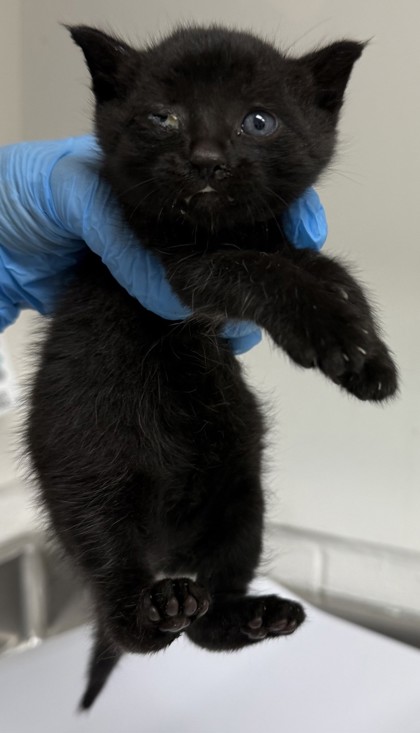Shelter Stray Female Cat last seen Dumped in OAS front parking lot, Oakland,, 1101 29th Ave, Oakland, CA 94601, USA