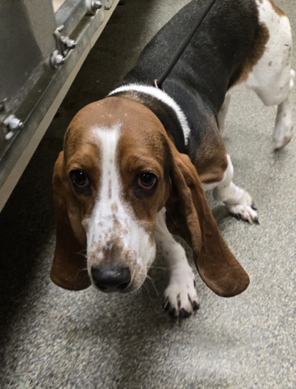 Shelter Stray Female Dog last seen Near South main St, Middletown, OH, 1820 Princeton Rd, Hamilton, OH 45011, USA