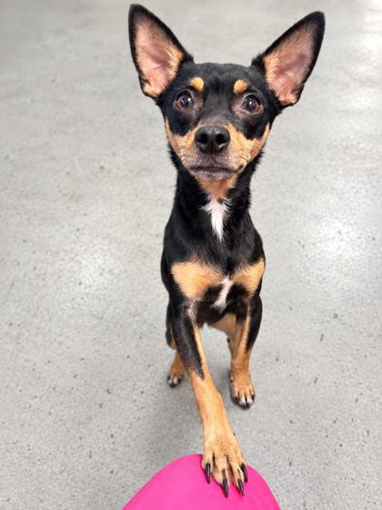 Shelter Stray Female Dog last seen N GULF AVE, Crystal River, FL, 4030 S Airport Rd, Inverness, FL 34450, USA