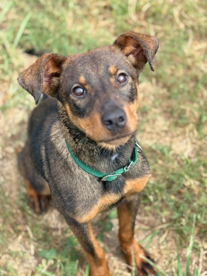 Shelter Stray Female Dog last seen Pleasant Grove Rd, Inverness, FL, 4030 S Airport Rd, Inverness, FL 34450, USA