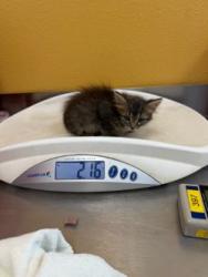 Shelter Stray Unknown Cat last seen Near Melinda, 75149, TX, 1650 Gross Rd, Mesquite, TX 75149, USA