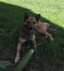 Lost Female Dog last seen Near Canal St Merced, CA 95341 United States, Merced, CA 95341