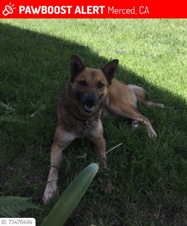 Lost Female Dog last seen Near Canal St Merced, CA 95341 United States, Merced, CA 95341