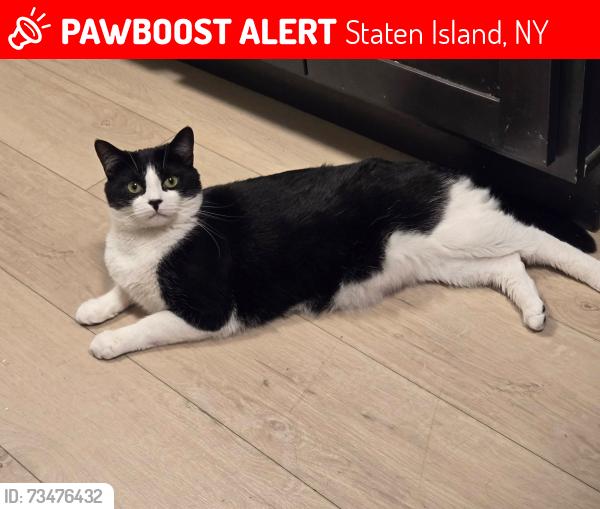 Lost Male Cat last seen Castleton Ave and Alaska st, Staten Island, NY 10310