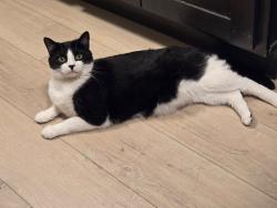 Lost Male Cat last seen Castleton Ave and Alaska st, Staten Island, NY 10310
