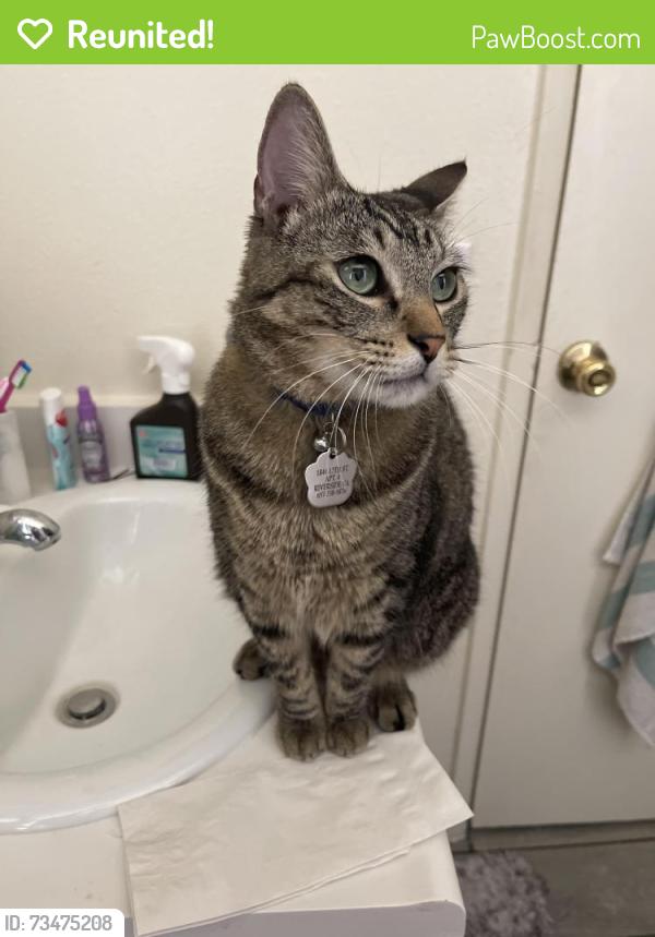 Reunited Male Cat last seen 12th street and chicago avenue, Riverside, CA 92507