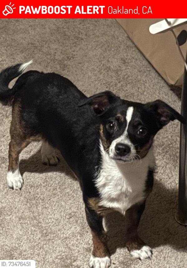 Lost Female Dog last seen Castlewood, Oakland, CA 94605