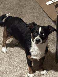 Lost Female Dog last seen Castlewood, Oakland, CA 94605
