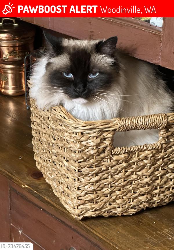 Lost Female Cat last seen NE 146th way & 189th Avenue NE, Woodinville, WA 98072
