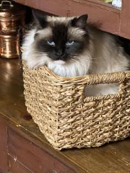Lost Female Cat last seen NE 146th way & 189th Avenue NE, Woodinville, WA 98072