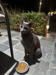 Found/Stray Unknown Cat last seen Wildcat Canyon Rd, Canyon Heights CA, Canyon Lake, CA 92587