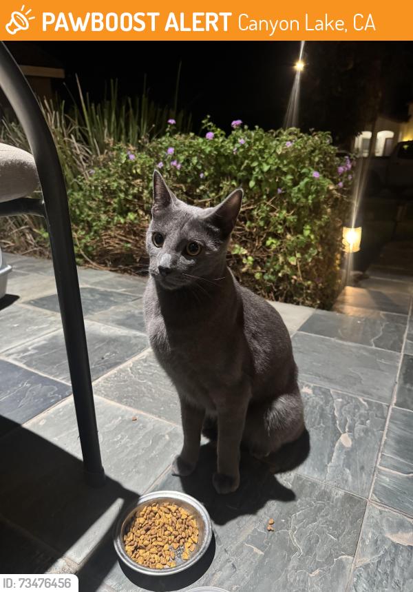 Found/Stray Unknown Cat last seen Wildcat Canyon Rd, Canyon Heights CA, Canyon Lake, CA 92587