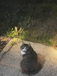 Found/Stray Unknown Cat last seen Burien wa, Burien, WA 98166