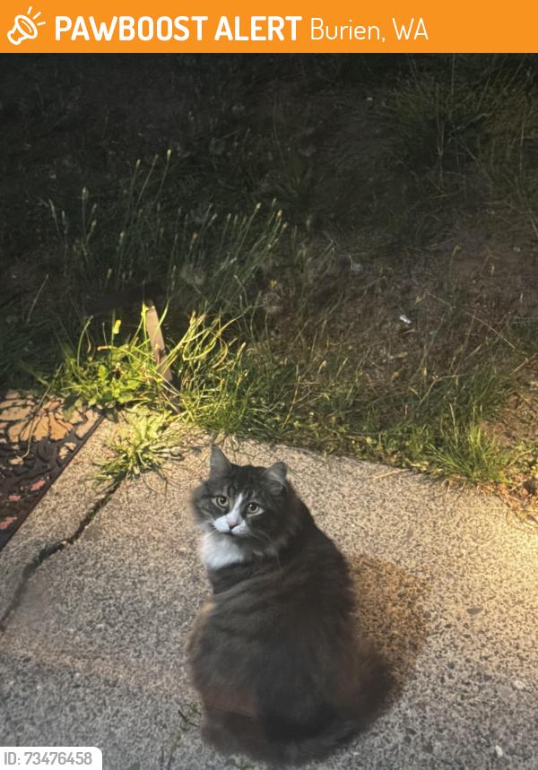 Found/Stray Unknown Cat last seen Burien wa, Burien, WA 98166