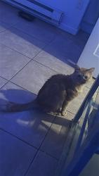 Lost Male Cat last seen Plattekill, possibly near New unionville rd, Wallkill, NY 12589