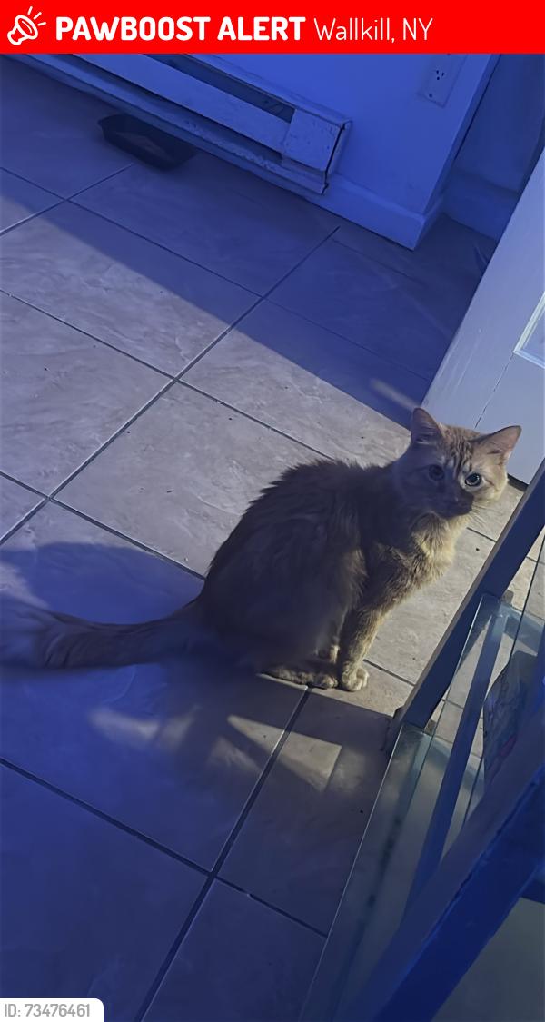 Lost Male Cat last seen Plattekill, possibly near New unionville rd, Wallkill, NY 12589