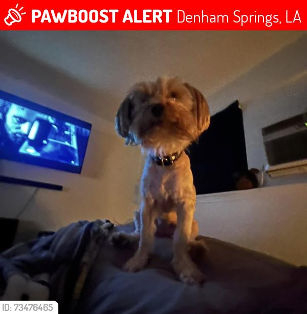 Lost Female Dog last seen Seventh ward elementary, juban road, Denham Springs, LA 70726