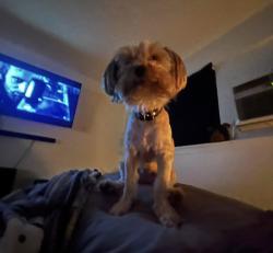 Lost Female Dog last seen Seventh ward elementary, juban road, Denham Springs, LA 70726