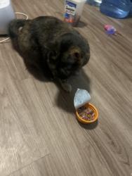 Reunited Female Cat last seen Near hooper st 92124 around the neighborhood, San Diego, CA 92124