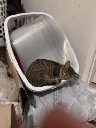 Found/Stray Unknown Cat last seen Mansfield and southeast 20th Del city ok 73115, Oklahoma City, OK 73129