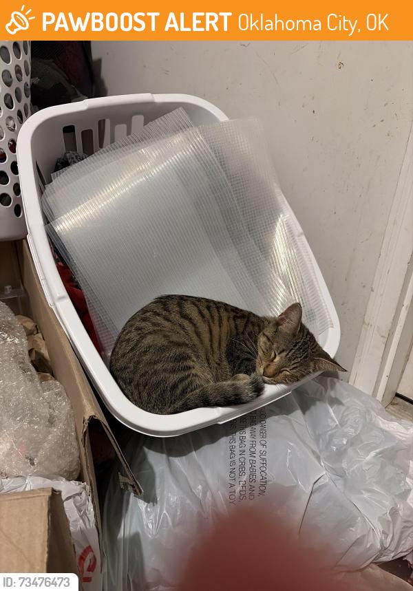 Found/Stray Unknown Cat last seen Mansfield and southeast 20th Del city ok 73115, Oklahoma City, OK 73129