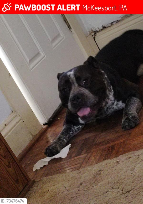 Lost Female Dog last seen Atlantic ave McKeesport pa, McKeesport, PA 15132