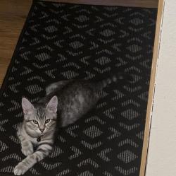 Lost Male Cat last seen SE.175th & SE. Stark, Portland, OR 97236