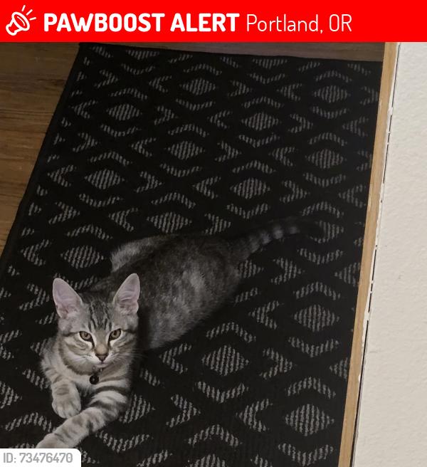 Lost Male Cat last seen SE.175th & SE. Stark, Portland, OR 97236
