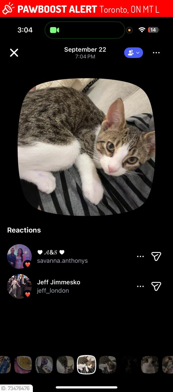 Lost Male Cat last seen Near Augusta Ave. Kensington market., Toronto, ON M5T 2L4