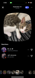 Lost Male Cat last seen Near Augusta Ave. Kensington market., Toronto, ON M5T 2L4