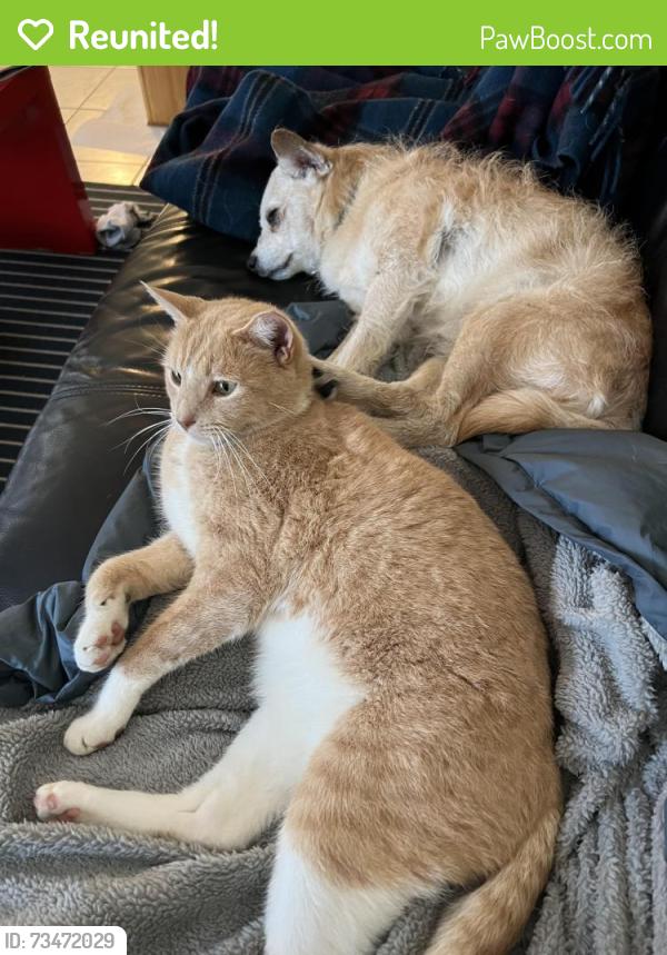 Reunited Male Cat last seen Avenue B and PCH, Redondo Beach, CA 90277
