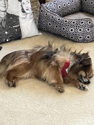 Lost Female Dog last seen Coon Rapids MN, Coon Rapids, MN 55433