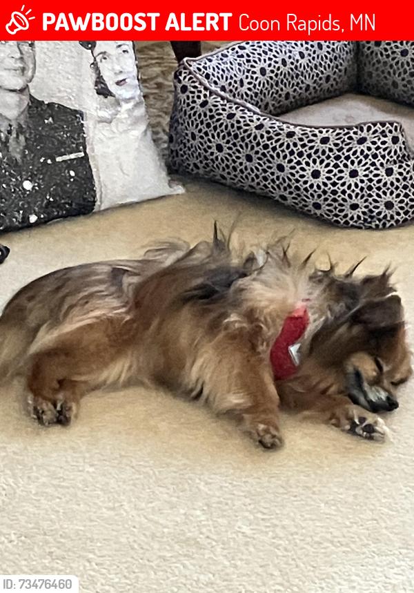 Lost Female Dog last seen Coon Rapids MN, Coon Rapids, MN 55433
