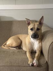 Reunited Female Dog last seen S Pine Ave, South Amboy, NJ 08879, USA, South Amboy, NJ 08879