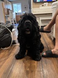 Reunited Male Dog last seen Lima st, Aurora, CO 80011