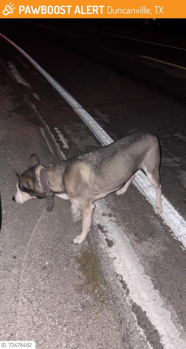 Found/Stray Female Dog last seen Raceway, Duncanville, TX 75116