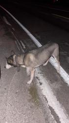 Found/Stray Female Dog last seen Raceway, Duncanville, TX 75116