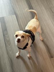 Reunited Male Dog last seen Near Samuel Ave, Oxnard, CA 93033, USA, Oxnard, CA 93033