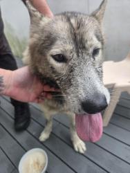 Found/Stray Female Dog last seen Near shelduck st inala, Inala, QLD 4077