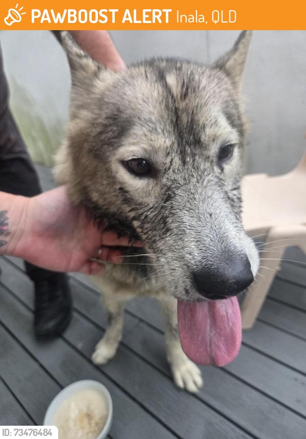 Found/Stray Female Dog last seen Near shelduck st inala, Inala, QLD 4077