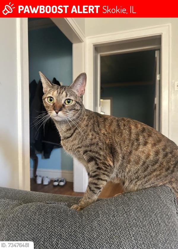 Lost Female Cat last seen Kirk and Kedvale, Skokie, IL 60076