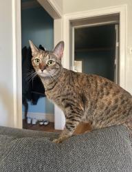 Lost Female Cat last seen Kirk and Kedvale, Skokie, IL 60076